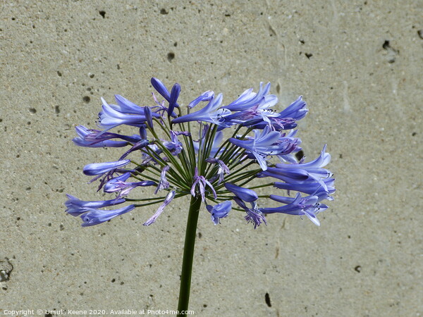 Single Blue Agapanthus Picture Board by Ursula Keene