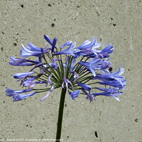 Buy canvas prints of Single Blue Agapanthus by Ursula Keene