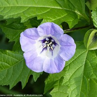 Buy canvas prints of Nicandra Physalodes Apple of Peru, Shoo fly plant by Ursula Keene