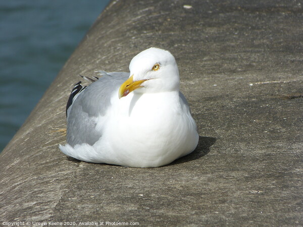 Resting Herring Gull Picture Board by Ursula Keene