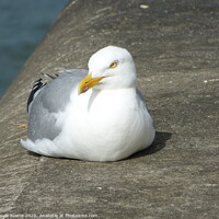 Buy canvas prints of Resting Herring Gull by Ursula Keene