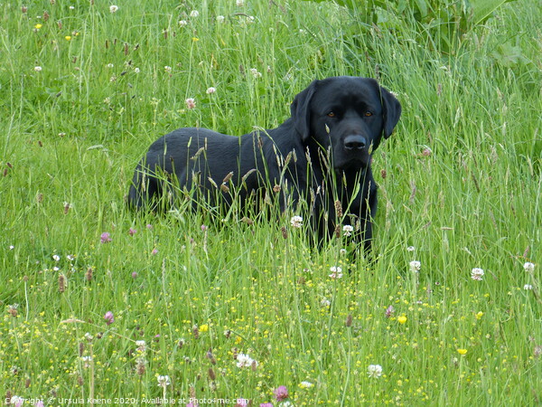 Black Labrador waits Picture Board by Ursula Keene