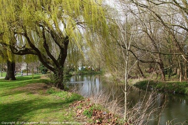 Willow Walk along River Darent Dartford Kent Picture Board by Ursula Keene