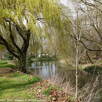 Buy canvas prints of Willow Walk along River Darent Dartford Kent by Ursula Keene