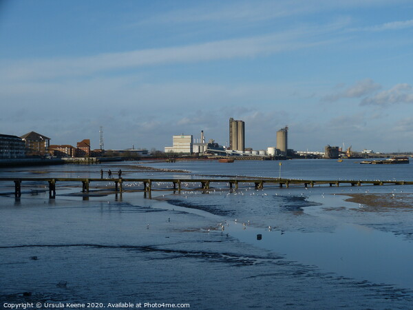 Low tide on River Thames at Erith Kent Picture Board by Ursula Keene