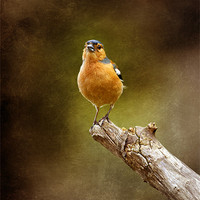 Buy canvas prints of Chaffinch by clint hudson