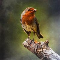 Buy canvas prints of Early Bird by clint hudson