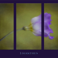 Buy canvas prints of Lisianthus by clint hudson