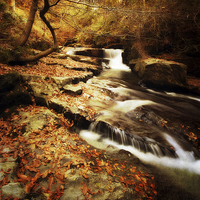 Buy canvas prints of Autumn In The Glen by clint hudson