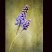 Buy canvas prints of Muscari by clint hudson