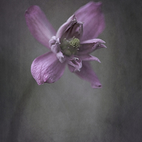 Buy canvas prints of  Clematis by clint hudson