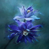 Buy canvas prints of Clematis Blue by clint hudson