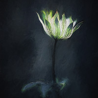 Buy canvas prints of Astrantia by clint hudson