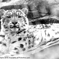 Buy canvas prints of The Happy Snow Leopard by David Crumpler
