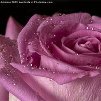 Buy canvas prints of Raindrops on roses by Barbara Ambrose