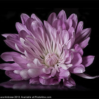 Buy canvas prints of Chrysanthemum reflection by Barbara Ambrose