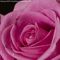 Buy canvas prints of Rose Heart by Barbara Ambrose