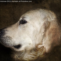 Buy canvas prints of woof by Barbara Ambrose