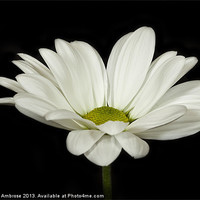 Buy canvas prints of white daisy by Barbara Ambrose