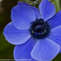 Buy canvas prints of blue anemone by Barbara Ambrose