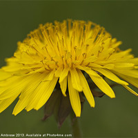Buy canvas prints of The Dandelion by Barbara Ambrose