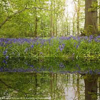 Buy canvas prints of bluebell reflections by Barbara Ambrose