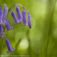 Buy canvas prints of Softly bluebells by Barbara Ambrose
