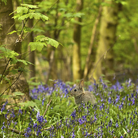 Buy canvas prints of Bluebells & bunnies by Barbara Ambrose