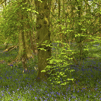 Buy canvas prints of Woodland growth by Barbara Ambrose
