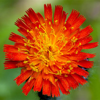 Buy canvas prints of Orange Hawkweed by Andrew Cundell