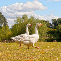 Buy canvas prints of Walking Geese by Andrew Cundell