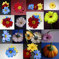 Buy canvas prints of Various flowers in different poses. by Tracy Hughes