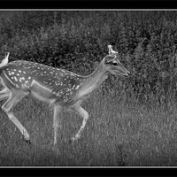Buy canvas prints of Black and white Deer by Tracy Hughes