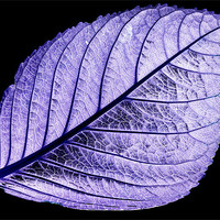Buy canvas prints of Purple Leaf by Tracy Hughes