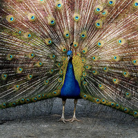Buy canvas prints of Colourful Peacock by Tracy Hughes