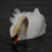 Buy canvas prints of Relaxing Swan by Tracy Hughes