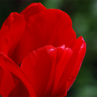 Buy canvas prints of Red flower petals by Tracy Hughes