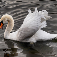 Buy canvas prints of White swan, bathing. by Tracy Hughes