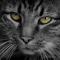 Buy canvas prints of Cats Eyes by Tracy Hughes