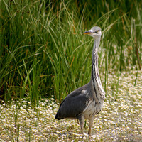 Buy canvas prints of Heron by Tracy Hughes