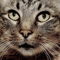 Buy canvas prints of Cats face closeup. by Tracy Hughes