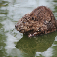 Buy canvas prints of Beaver, in the swim by Tracy Hughes