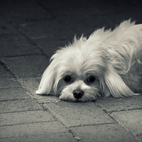 Buy canvas prints of Sad Puppy Eyes by Tracy Hughes