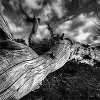 Buy canvas prints of Fallen Tree by Robert  Radford