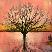Buy canvas prints of Mystical Pond by Robert  Radford