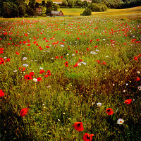 Buy canvas prints of Poppy Valley in Kent by Robert  Radford