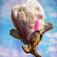 Buy canvas prints of Magnolia Flower by Robert  Radford