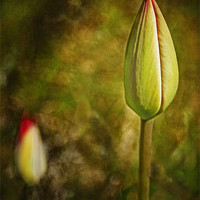 Buy canvas prints of Red Tulip Buds by Robert  Radford