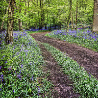 Buy canvas prints of Bluebell Trail by Robert  Radford