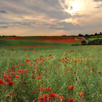 Buy canvas prints of Poppy Field Sunset by Robert  Radford